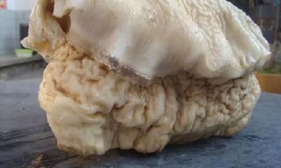 像太岁一样的东西(太岁的产地哪里最多)