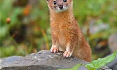 黄大仙很厉害吗(黄大仙为什么不能惹)