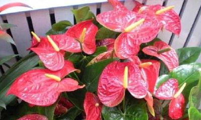 红掌风水摆放禁忌(金牛座在十二星座里排第几位)