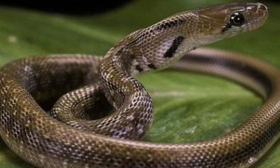 泰国招财钱袋子刺符(泰国刺符招财)