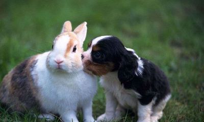 属兔的人都是几几年的(属兔人哪年运势最好)