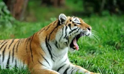 生肖马2023年添丁(生肖马2023年有三件喜事)