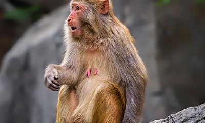 1980年属猴五行什么命(1980年属猴人五行属什么)