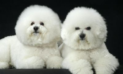 属狗的双子座男生不让老婆回娘家么(属狗双子座男和属鸡摩羯座)