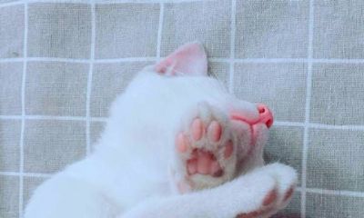 狮子座和处女座最佳配对指数(金牛座和什么星座最配)