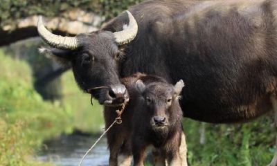 两个人属相不合怎么破(属相不合在一起会怎样)