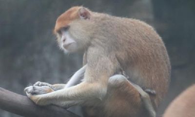 属猴财神方位表(属猴人财神最佳位置)