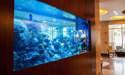 家庭鱼缸摆放风水图解(放鱼缸的风水禁忌)