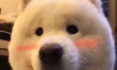 摩羯座男跟双鱼座女配吗(摩羯座和双鱼女合适吗)