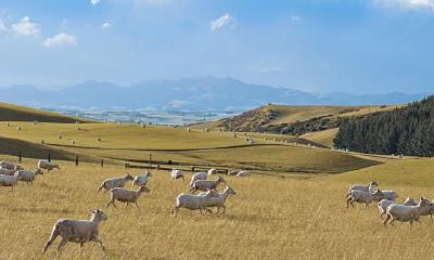 淘运阁2023年属羊人全年运势(属羊人2023年每月运势及运程)