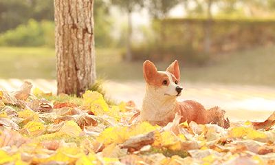 梦见狗咬到自己腿出血(梦见狗咬我腿出血预兆)