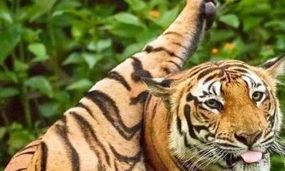 十二生肖虎为什么排第三(老虎为什么排在十二生肖中的第三名)