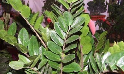 属蛇风水植物是什么(属蛇的客厅养什么植物)