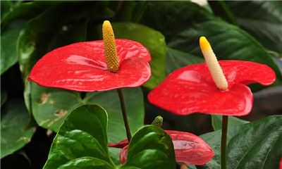 属马的养什么花旺财旺婚姻(属马的养什么花带来好运)