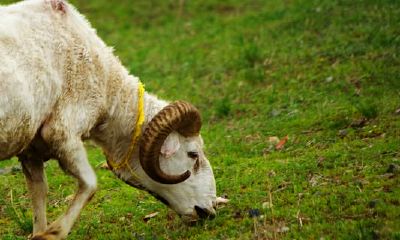 1979年属羊女1922年运势(1979年属羊女的2023年运势运程)