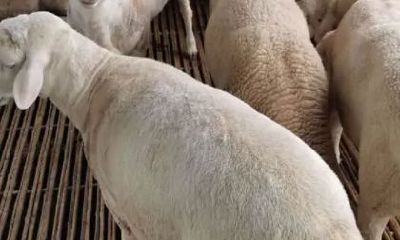 马的转运生肖(马年一生运势及运程)