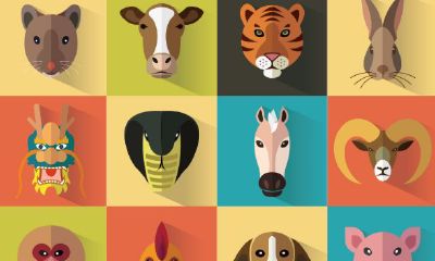 生肖配婚姻可信吗(十二生肖属相婚配可信吗)