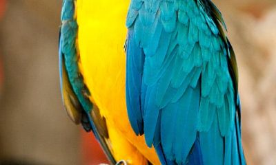 抽签抽到朗字怎么解(算命抽签抽到囍字代表什么)