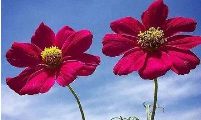 女人好网名带来财运(非常转运的网名)