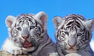 属虎的男孩取名用什么字(属虎名字宜忌用字)