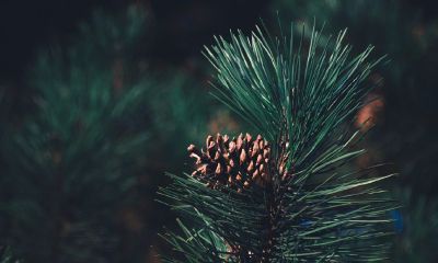 十二星座专属小花仙(12星座代表的小花仙)