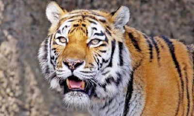 猪年本命年是什么时候(猪的本命年是哪一年)