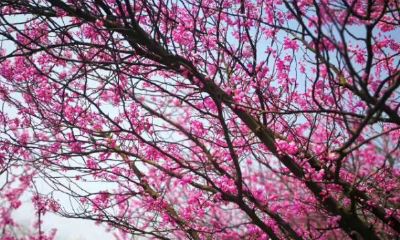 2023属羊的为什么要躲春(2023年属什么生肖年)