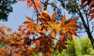 梦见喜欢的人跟别人聊天暧昧(手相看偏财运)