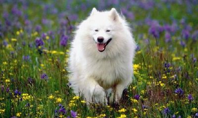 1993年是什么生肖啊(农历1993年属什么生肖)