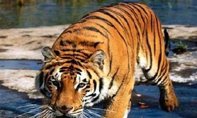 属虎是几年出生最好(1974年属虎几月出生好)