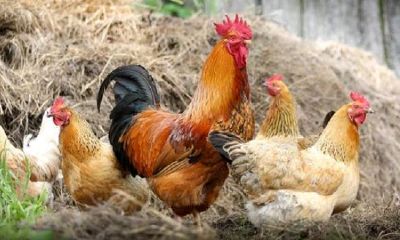 96年属鸡的姻缘在哪年28岁(91属羊和93属鸡的配吗)