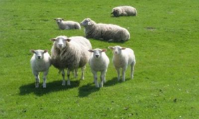 属羊的不能娶吗(为什么不能娶属虎的女人)