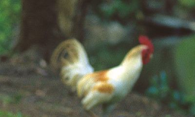 属牛的跟哪些属相合(属牛的和哪些属相相合)