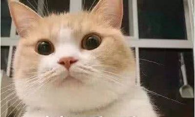 1988年属龙今年运气怎么样(2023年属龙女有大喜事缠身)