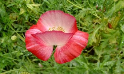 结婚吉日查询2023年10月3日(金牛座男与水瓶女在一起合适吗)