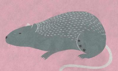 十二属相最好月份(最准的12生肖配对表)