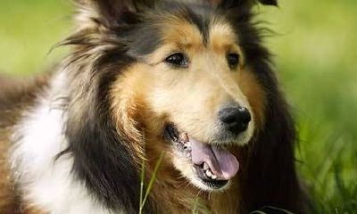 做梦梦到被一只狗追着咬(女人梦见狗咬自己腿)