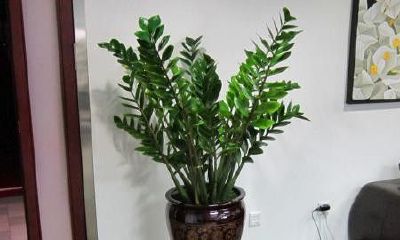 属虎的适合养什么花旺财(属虎的人适合养什么植物旺财)