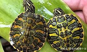 属虎能养乌龟吗(属鼠的人不能养龟吗)