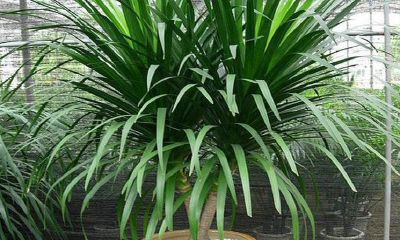 76年属龙明年运势(1976属龙)