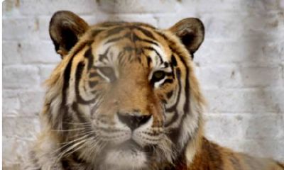 2023本命年出生年份(属马出生年份)