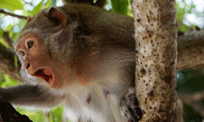 属猴人的幸运日(属猴人今日幸运数字)