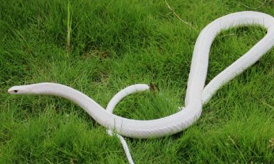 女人梦见一条白蛇是什么征兆(女人梦见白蛇周公解梦)