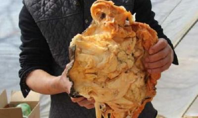 男子捡到68斤太岁到底是什么(男子挖到68斤太岁)