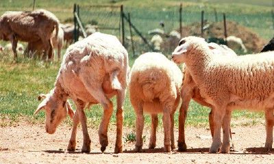 属羊的偏财运势查询(属猪的今日运势和财运)