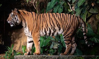 1998属虎男适合佩戴(2023年属虎女本命年戴什么好)