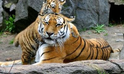 生肖虎年份及月份命运(生肖配对表年份)