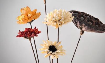 左眼角长了一颗红痣面相(王子文命理姻缘)