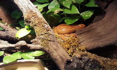 周公解梦梦见在家打蛇(梦到自己在打蛇预示着什么)