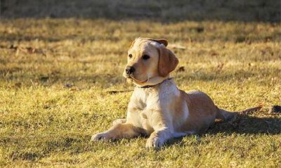 黑狗上门的预兆(黑狗改善家里风水)